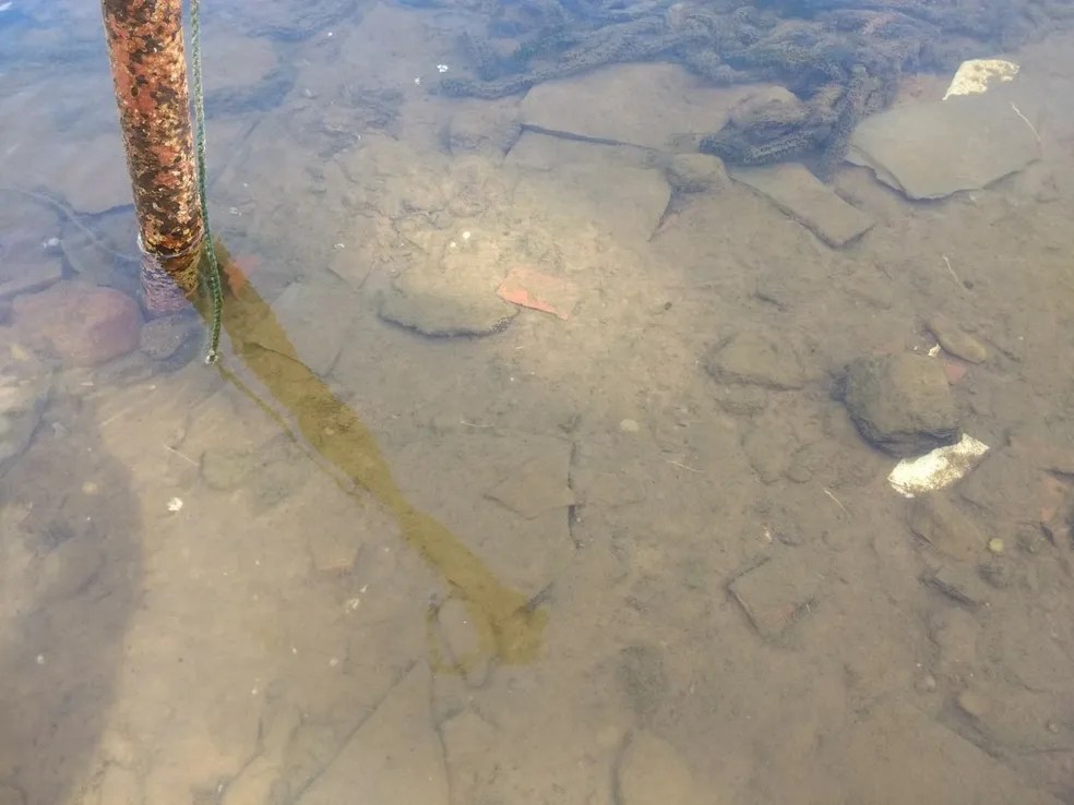 Vereador de Bauru Denuncia Água Contaminada com Inseto e Acusa Governo Suellen Rosim de Falhas na&nbsp;Distribuição