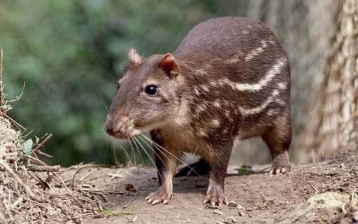 A paca que o Lula comeu e a hipocrisia do PL